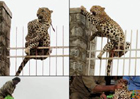 Leopard in distress rescued
